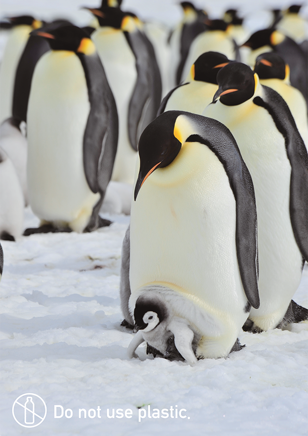 無料エコポスター